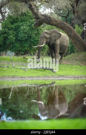 elephant che mangia erba in piscina nelle piscine di Mana NP, dopo le piogge Foto Stock