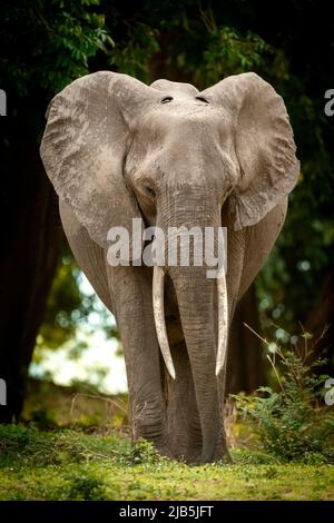 elephant che mangia erba nelle piscine di Mana NP, dopo le piogge Foto Stock