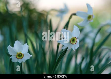 Narcisis fiorisce in un letto di fiori con deriva gialla. Foto Stock