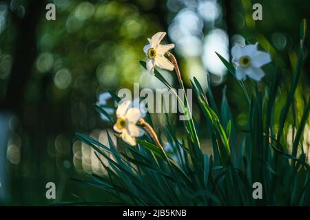 Narcisis fiorisce in un letto di fiori con deriva gialla. Foto Stock