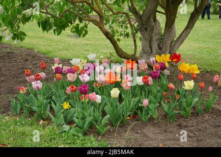 Tulipani colorati in un aiuole crescono sotto un albero e sono in piena fioritura. Il tempo di fioritura del fiore di primavera presto sarà andato. Foto Stock