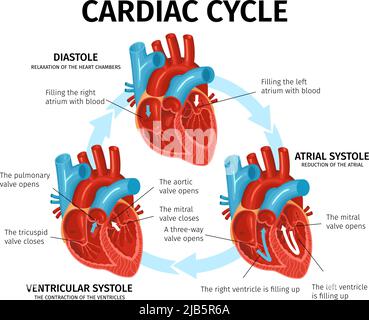 Infografiche piatte con anatomia cardiaca e descrizione del vettore del ciclo cardiaco Illustrazione Vettoriale