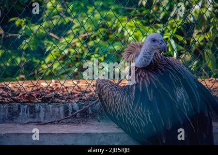 Griffon Vulture (Griffon Eurasiano) guardando indietro ai visitatori in uno zoo Foto Stock