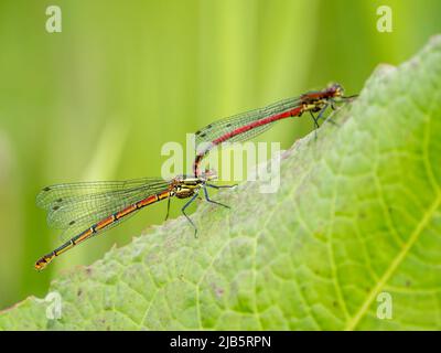 Grandi damselflies rosse che si accoppiano alla fine della primavera nel Galles centrale Foto Stock