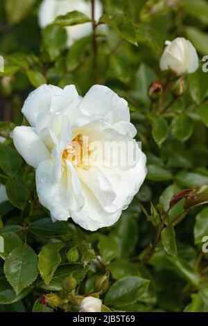 Primo piano di una rosa bianca chiamata Rosa Flower Carpet White fioritura in un giardino inglese. Una bella rosa di David Austin Ground Cover, Inghilterra, Regno Unito Foto Stock