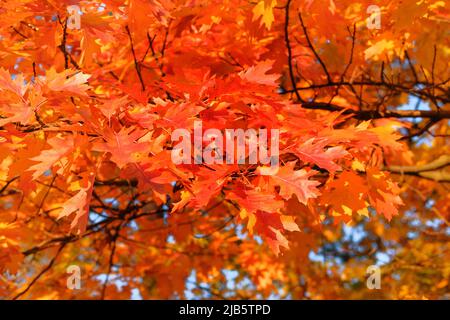 Parco in città. Arancione e rosso autunno lascia sfondo. Autunno foresta paesaggio in una giornata di sole con foglie di quercia sfondo. Foto Stock