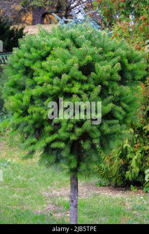 Bush di conifere sempreverdi in un parco cittadino. Giardinaggio e paesaggistica con piante e alberi decorativi verdi. Foto Stock