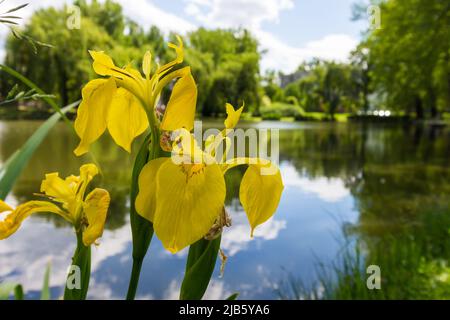 Giallo iride (Iris pseudacorus) fiori in crescita selvaggia sulla riva di Ibolya-stagno, Sopron, Ungheria Foto Stock