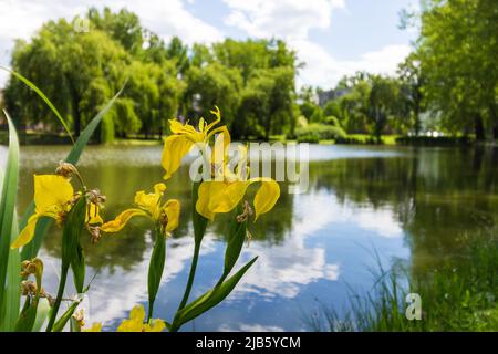 Giallo iride (Iris pseudacorus) fiori in crescita selvaggia sulla riva di Ibolya-stagno, Sopron, Ungheria Foto Stock