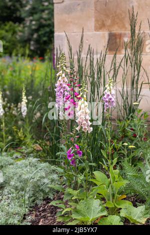 Lupini in un confine giardino estivo a Sydney Gardens, City of Bath, Somerset, Inghilterra, Regno Unito Foto Stock