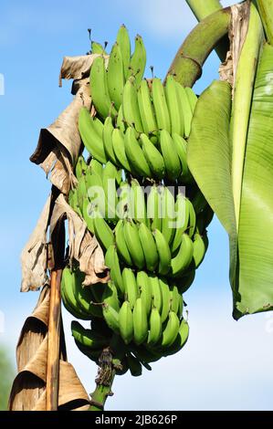 Le banane verdi non mature sono ancora sull'albero Foto Stock