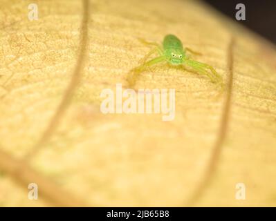 piccolo ragno di granchio verde su foglie secche Foto Stock