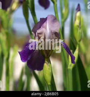 Fioritura iris in un giardino Foto Stock