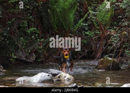 piccolo cane nero giovane in acqua in un fiume che raccoglie la sua palla. ritratto in natura. spazio copia. Bodeguero. Foto Stock