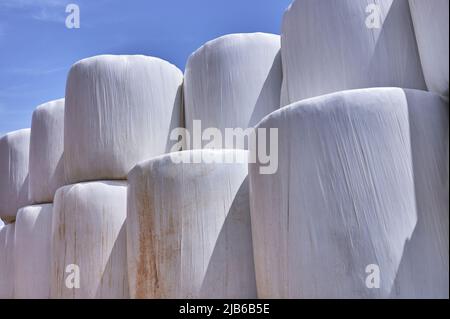 dettaglio di balle di paglia rotonde confezionate in plastica bianca contro un cielo blu Foto Stock