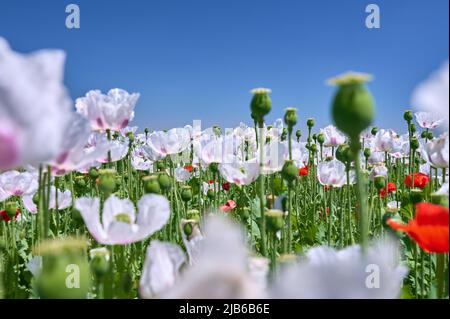 dettaglio di papaveri bianchi in piena fioritura con alcuni papaveri rossi contro un cielo blu Foto Stock
