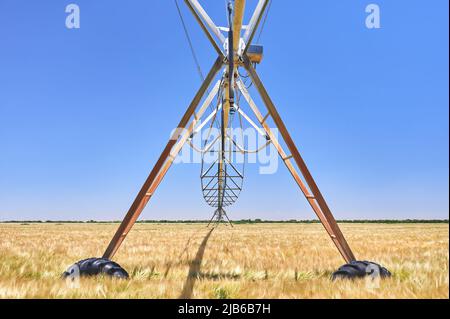 particolare di un sistema di irrigazione circolare a perno in un campo di cereali prima della falciatura Foto Stock