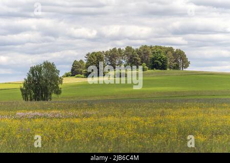 Riserva naturale dei prati di Rotenbach nella Foresta Nera alta. Friedenweiler, Baden-Wurttemberg, Germania. Foto Stock