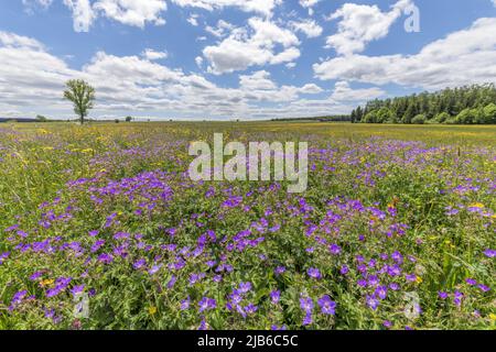 Riserva naturale dei prati di Rotenbach nella Foresta Nera alta. Friedenweiler, Baden-Wurttemberg, Germania. Foto Stock