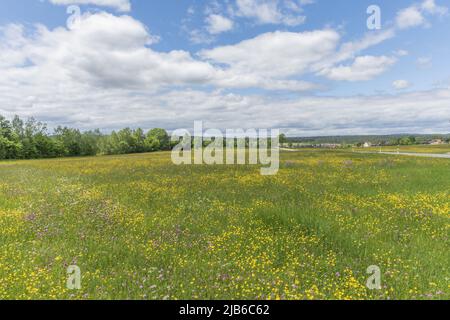 Riserva naturale dei prati di Rotenbach nella Foresta Nera alta. Friedenweiler, Baden-Wurttemberg, Germania. Foto Stock