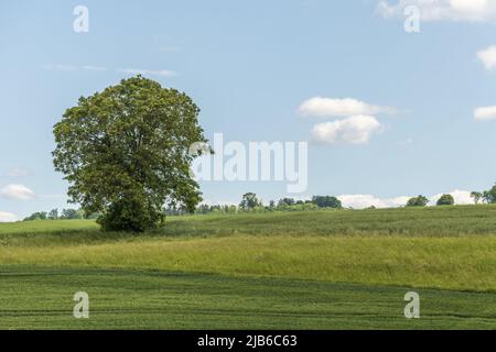 Riserva naturale dei prati di Rotenbach nella Foresta Nera alta. Friedenweiler, Baden-Wurttemberg, Germania. Foto Stock