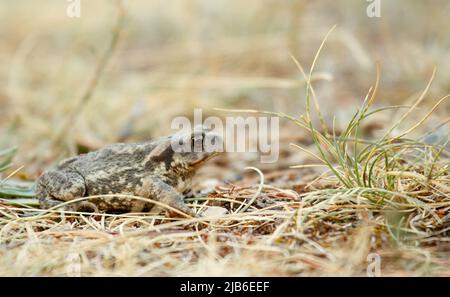Un piccolo rospo marrone siede a terra nelle alpi francesi Foto Stock