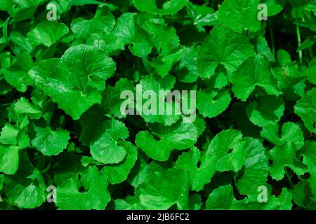 Primo piano delle foglie verdi della centella asiatica nel giardino Foto Stock