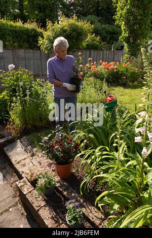 Hampshire, Inghilterra, Regno Unito. 2022. Donna che seleziona rose in vasi da piantare in un giardino di campagna inglese Foto Stock