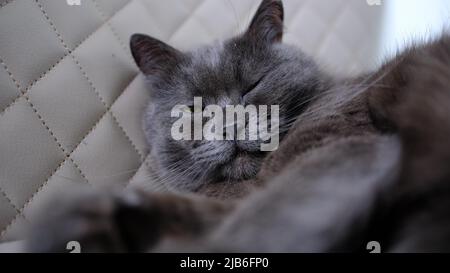 Pigro britannico corto capelli gatto si allunga mentre si appende su un divano in un piatto dove una pelle beige può essere visto sullo sfondo. Foto Stock