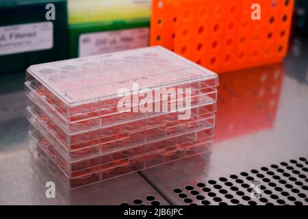Piastre per colture cellulari all'interno di una cabina con filtro hepa per tessuti cellulari Foto Stock
