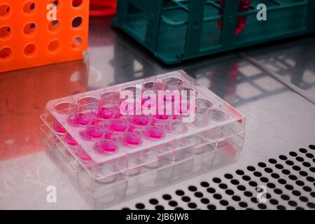 Piastre per colture cellulari all'interno di una cabina con filtro hepa per tessuti cellulari Foto Stock