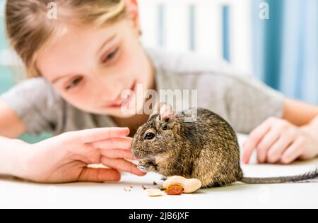 La ragazza osserva lo scoiattolo del degu Foto Stock