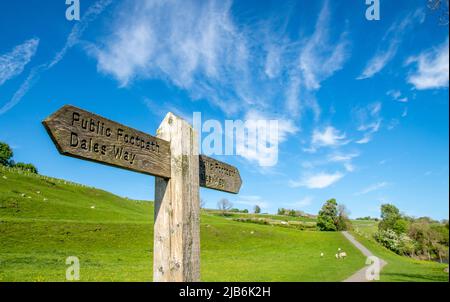 La passeggiata lungo i sentieri pubblici Dales Way lungo il fiume Wharfe, Grassington, Linton, Burnsall che mostra pecore e Hawthorn fiore Foto Stock