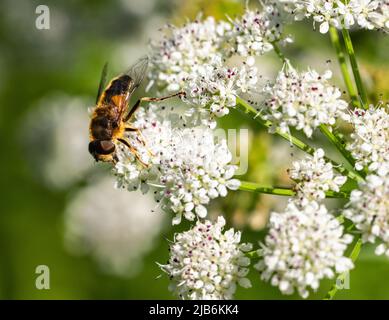 Tapered Drone Fly Eristalis Tpertinax Foto Stock