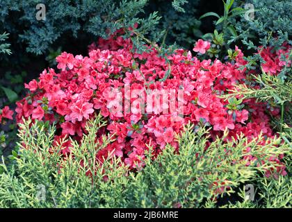 Azalea rossa in fiore in cespugli di ginepro sempreverdi. Primavera giardino composizione. Foto Stock