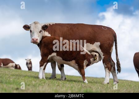 Hereford Cow, una razza bovina inglese nativa, che succhia il suo vitello in un pascolo montano, Cumbria, Regno Unito. Foto Stock