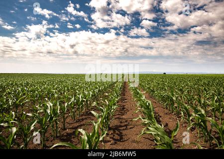 Righe di sole giovani piante di mais su un campo umido Foto Stock