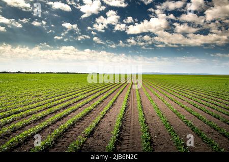 Campo di soia matura in primavera, paesaggio agricolo. Foto Stock