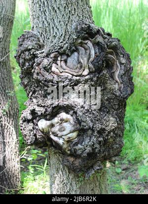 Un burl gardly in un albero selvaggio della noce nera Foto Stock