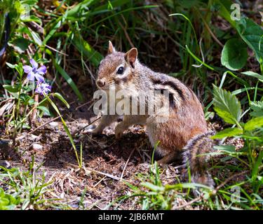 Chipmunk animale nel campo che mostra pelliccia marrone, corpo, testa, occhio, naso, orecchie, zampe, nel suo ambiente e habitat con fiori selvatici e fogliame. Foto Stock