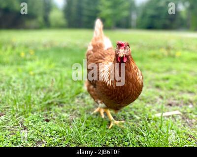 primo piano di una gallina che cammina nel giardino di casa in campagna guardando la macchina fotografica Foto Stock