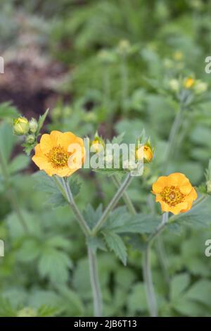 Geum 'totalmente tangerine'. Foto Stock