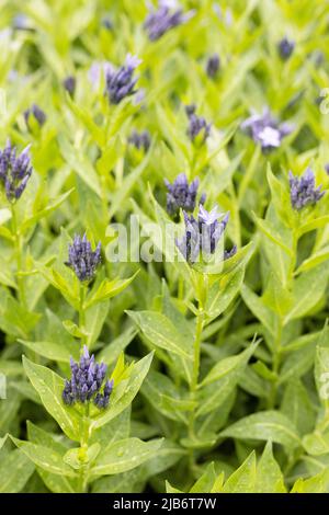 Amsonia tabernaemontana 'ghiaccio blu'. Foto Stock