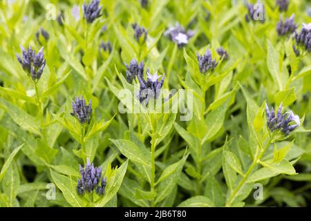 Amsonia tabernaemontana 'ghiaccio blu'. Foto Stock