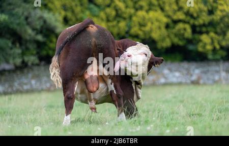 Hereford Bull si lecca sul culo. Cumbria, Regno Unito. Foto Stock