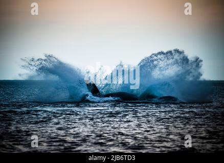 Salto di balene a destra , Eubalaena Autralis, Glacialis, Patagonia , Peninsula Valdes, Patagonia, Argentina. Foto Stock