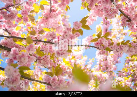 Scena magica con fiori di ciliegia e scintille magiche. Bella natura primavera sfondo. Foto di colore rosa chiaro. Spazio di copia per il testo. Foto Stock