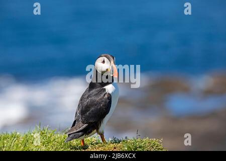 Famiglie di Puffins fanno le loro sepolture sull'isola di lunga che è la più grande delle isole Treshnish in Argyll e Bute, Scozia, Regno Unito, . Foto Stock