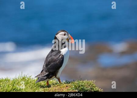 Famiglie di Puffins fanno le loro sepolture sull'isola di lunga che è la più grande delle isole Treshnish in Argyll e Bute, Scozia, Regno Unito, . Foto Stock