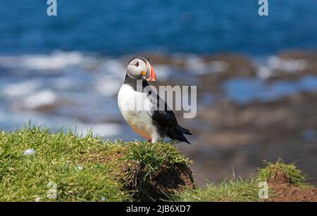 Famiglie di Puffins fanno le loro sepolture sull'isola di lunga che è la più grande delle isole Treshnish in Argyll e Bute, Scozia, Regno Unito, . Foto Stock